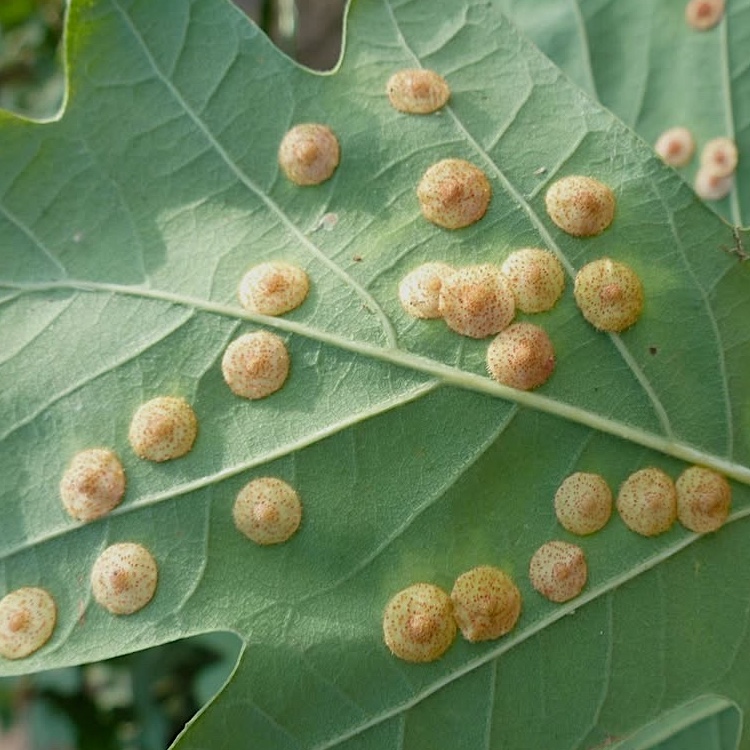 Spangle gall