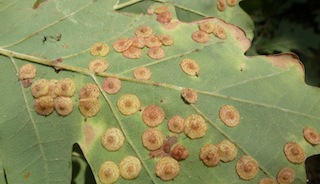 Spangle galls on oak