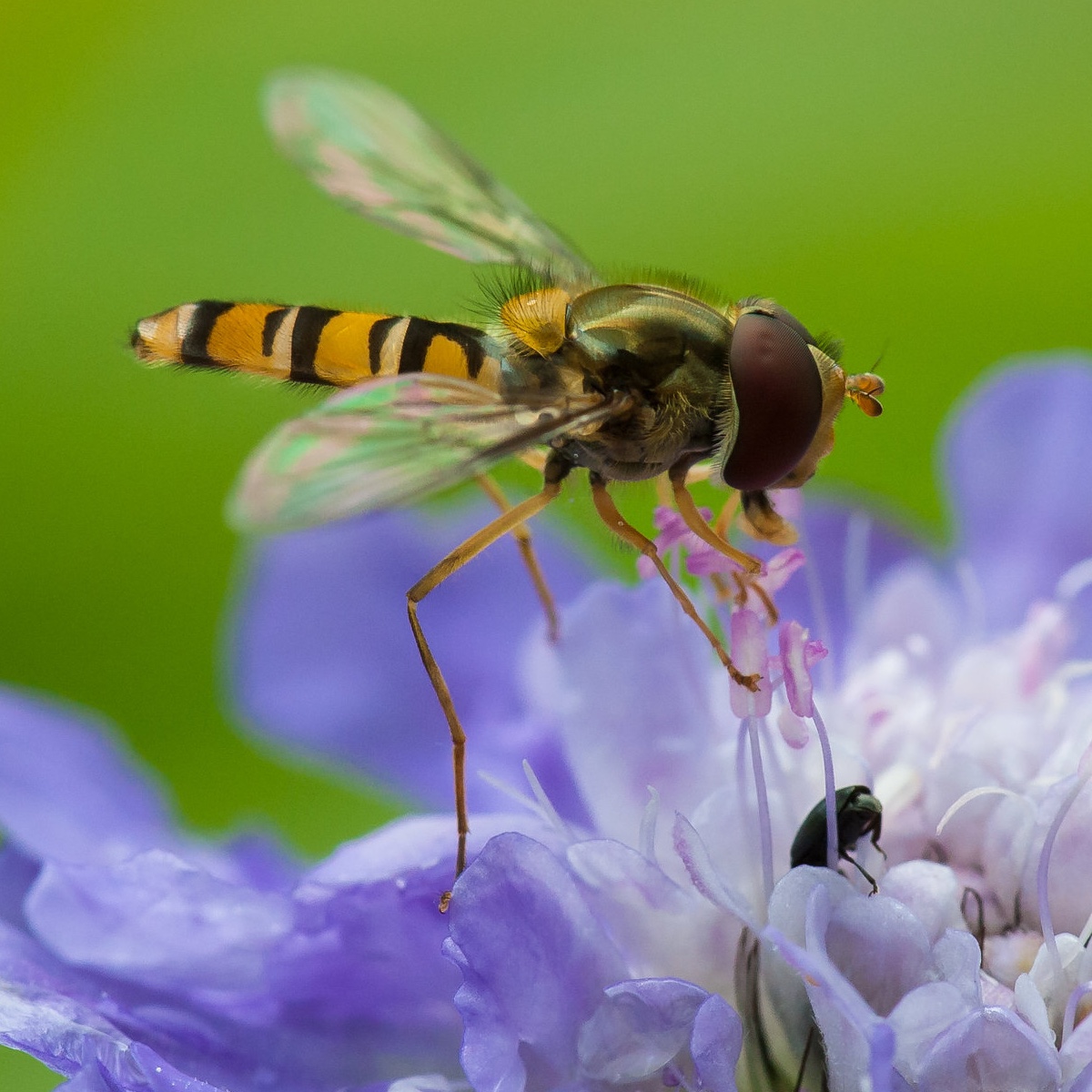 Marmalade Fly