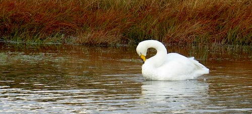 Whooper Swan (Steve Townsend)