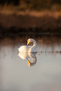 Whooper Swan at Goonhilly (Richard Birchett)
