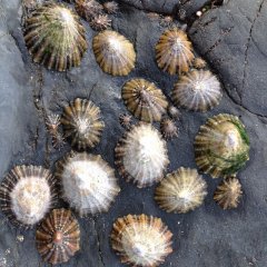 Limpets at Poldhu Cove