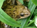 Frogs eager to breed in Cornwall