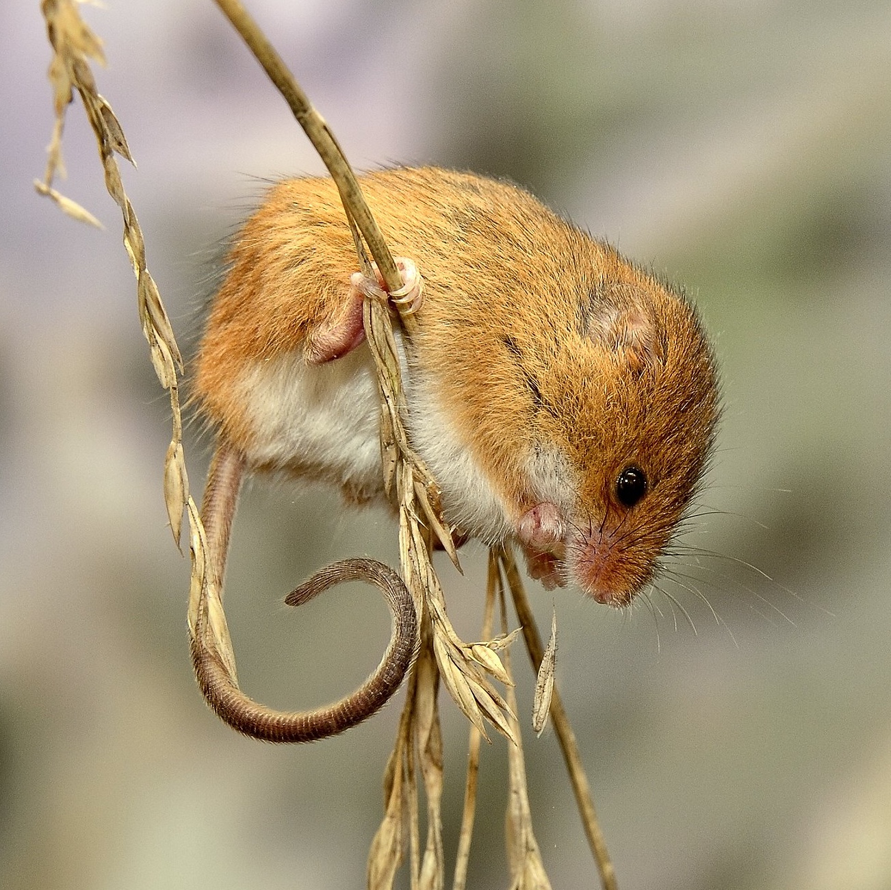 Harvest Mouse