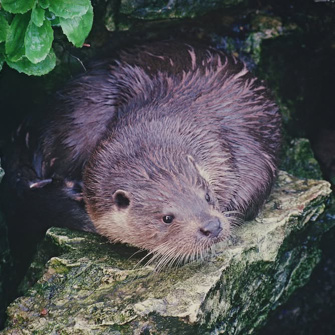 Otter