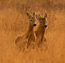 Roe Deer https://richardbirchettphotography.co.uk
