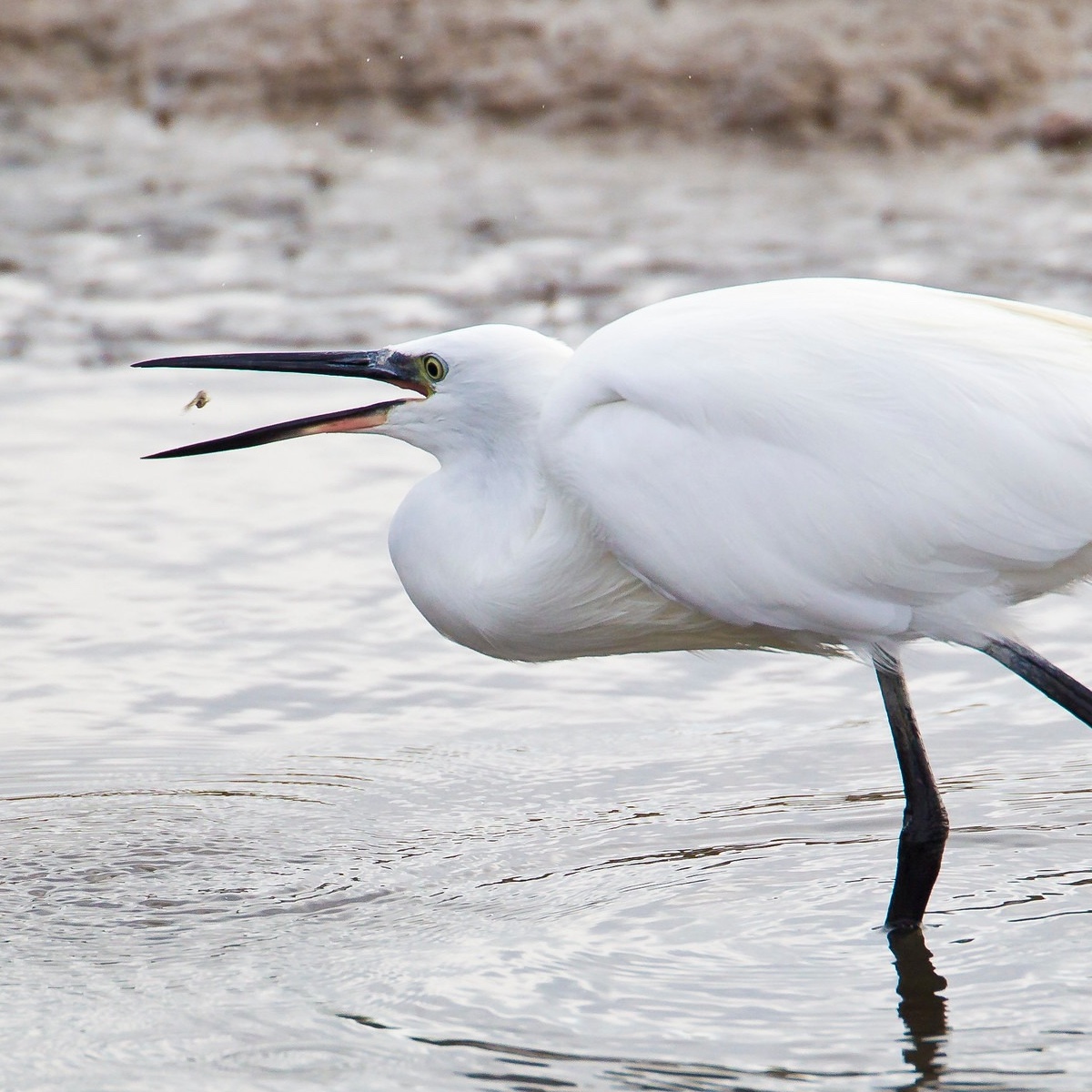 Little Egret