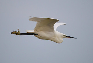 Little Egret in flight © Natural England/Allan Drewitt