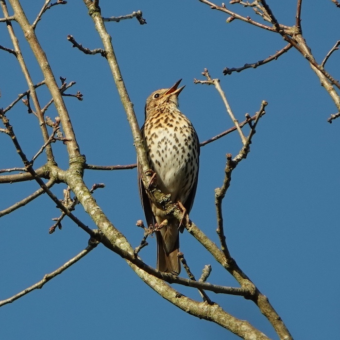 Song Thrush