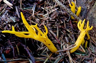 Yellow Stagshorn