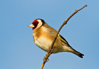 Goldfinch (© Natural England/Allan Drewitt)