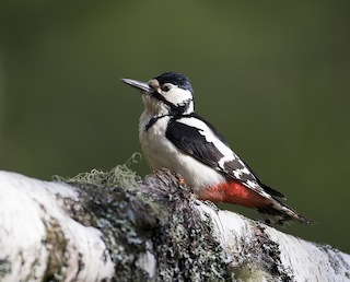 Great Spotted Woodpecker (© Natural England/Allan Drewitt )