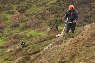 Members of work party start clearing vegetation