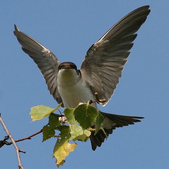 House Martin