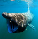 Basking Shark, photo by Greg Skomal, NOAA Fisheries Service
