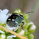 Brassica bug
