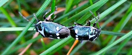 Brassica bug