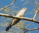 Cuckoo, by Aviceda from Wikimedia Commons