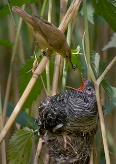 Reed Warbler feeding a Cuckoo chick