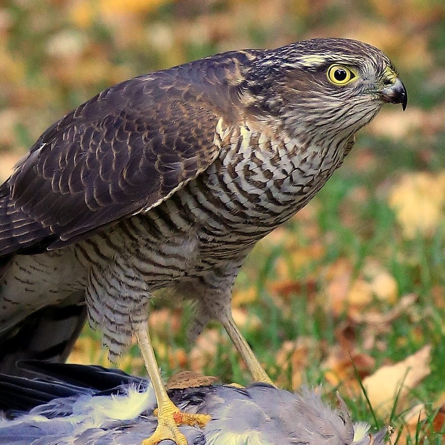 Sparrowhawk