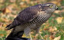 Sparrowhawk © Natural England/Andy Neale