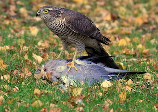 Sparrowhawk with Woodpigeon prey (© Natural England/Andy Neale)