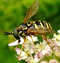 Pollinators: hoverflies