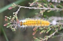 Grass Eggar caterpillar