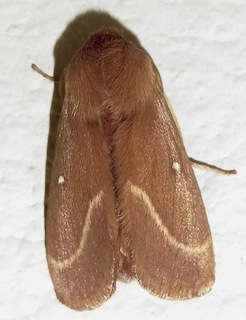 Grass Eggar moth female