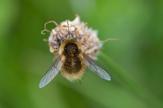 Western Bee-fly
