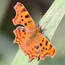Pollinators: butterflies and moths