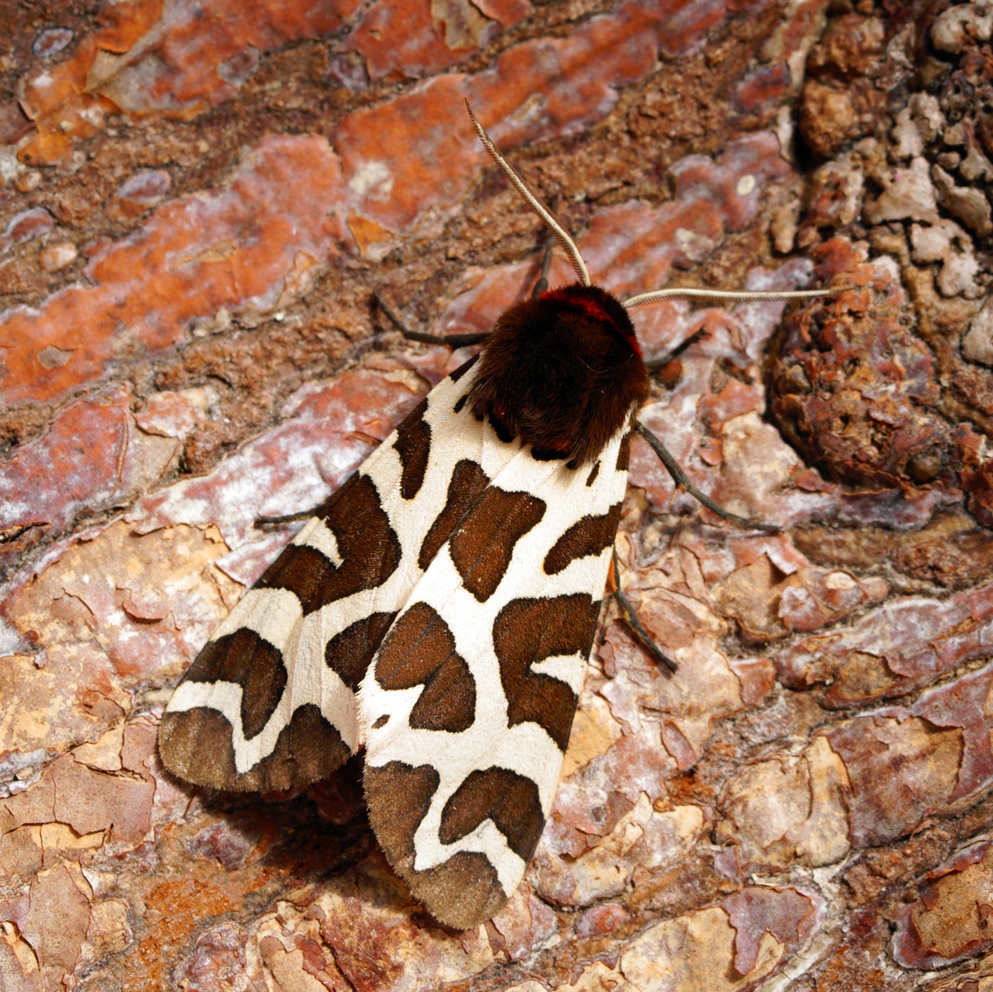 Garden Tiger