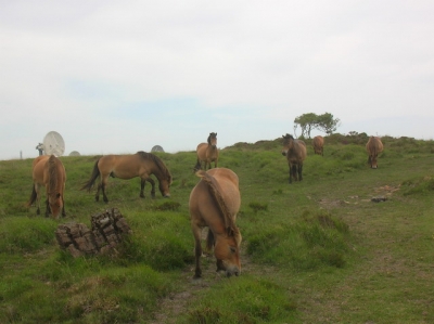 Exmoor herd grazing near Goonhilly Downs