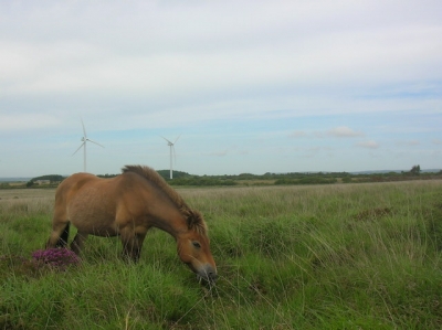 Exmoor grazing in shadow of wind turbines