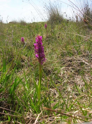 Marsh orchids flourishing on North Goonhilly