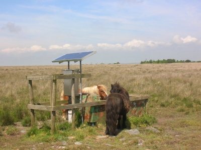 Two Shetlands enjoy a (solar powered) water cooler moment