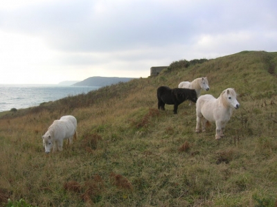 Shetland ponies on Kennack towans