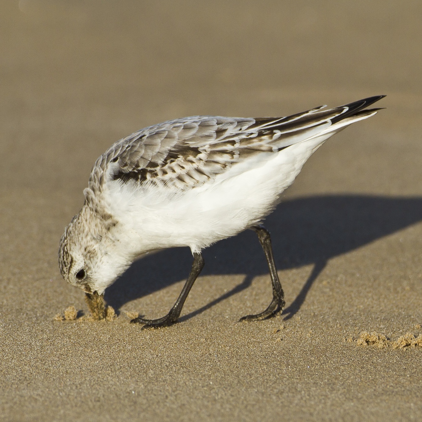Sanderling