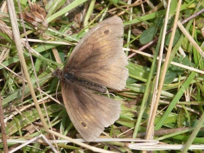 Male meadow brown