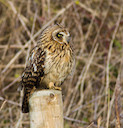 Short-eared Owl © Natural England/Allan Drewitt