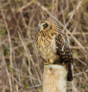 Short-eared Owl © Natural England/Allan Drewitt