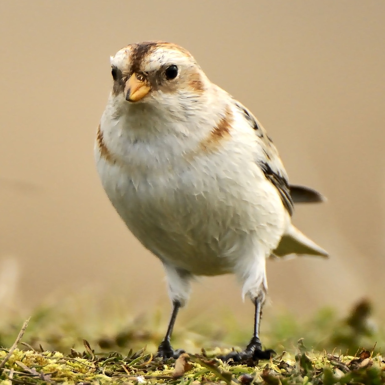 Snow Bunting