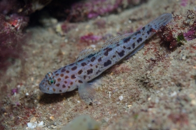 Leopard Spotted Goby