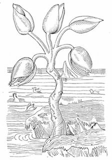 Goose Tree from Gerard's Herbal, 1597