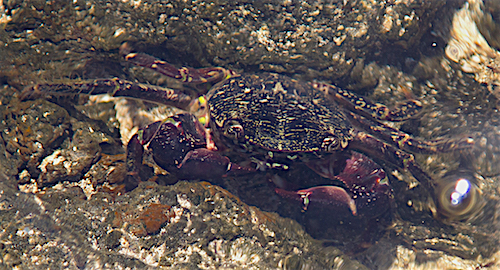 Marbled Rock Crab: a new colonist?