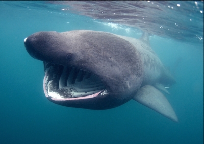 The internationally rare basking shark, a resident in our Cornish waters, photo by JP TrenqueBasking shark