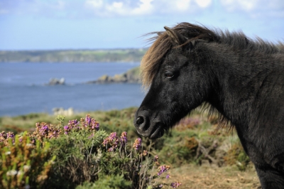 A year in the life of a National Trust pony