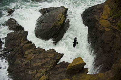 Chough benefit from coastal grazing