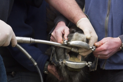 Encounters with the equine dentist: Photo M Hirst
