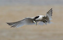 Sandwich Tern © Natural England/Allan Drewitt